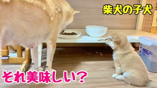 【柴犬 子犬】母犬の食べているものに興味が出てきた子犬
