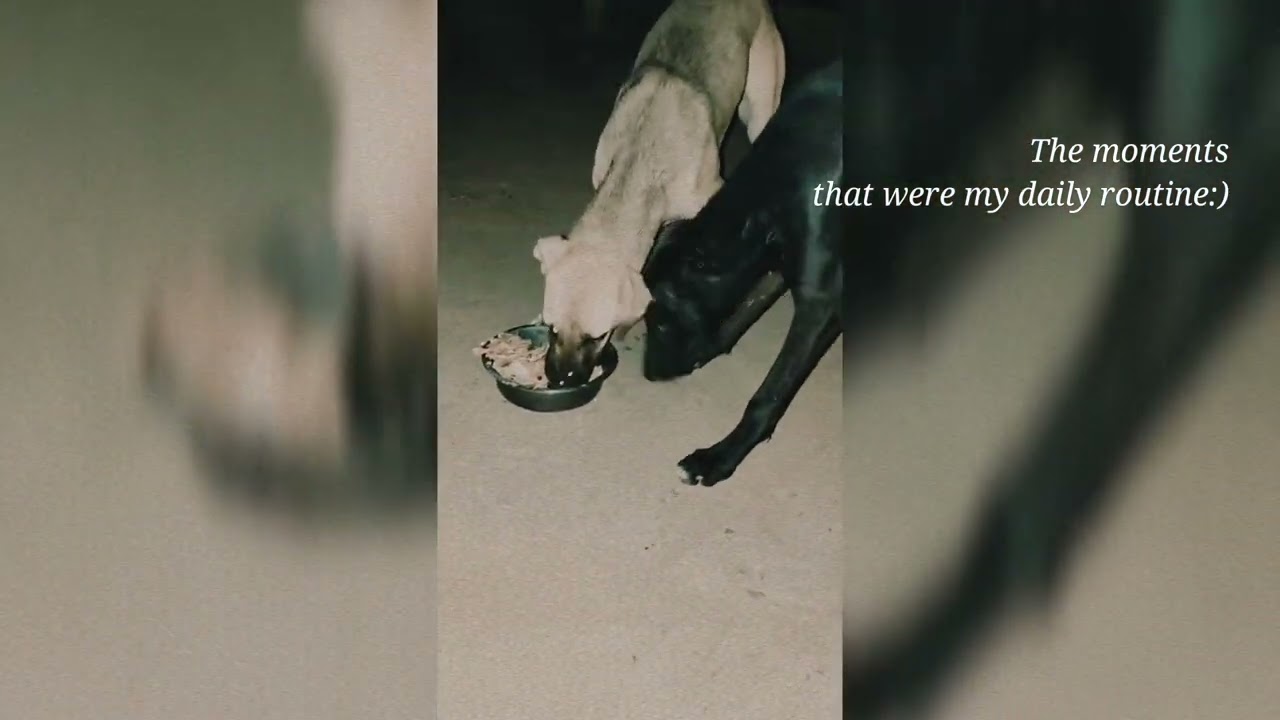 Hungry Dog Every view helps provide more meals for them. Watch the full video to support our mission