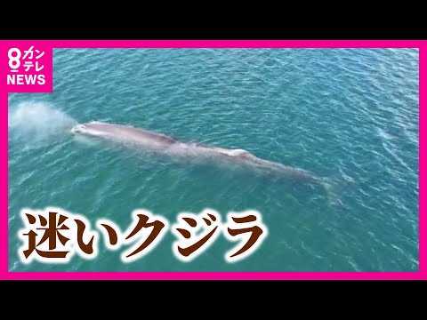 這うクジラ hqdefault.jpg