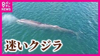 Lost whale] Sightings of a lost whale in Osaka Bay have been