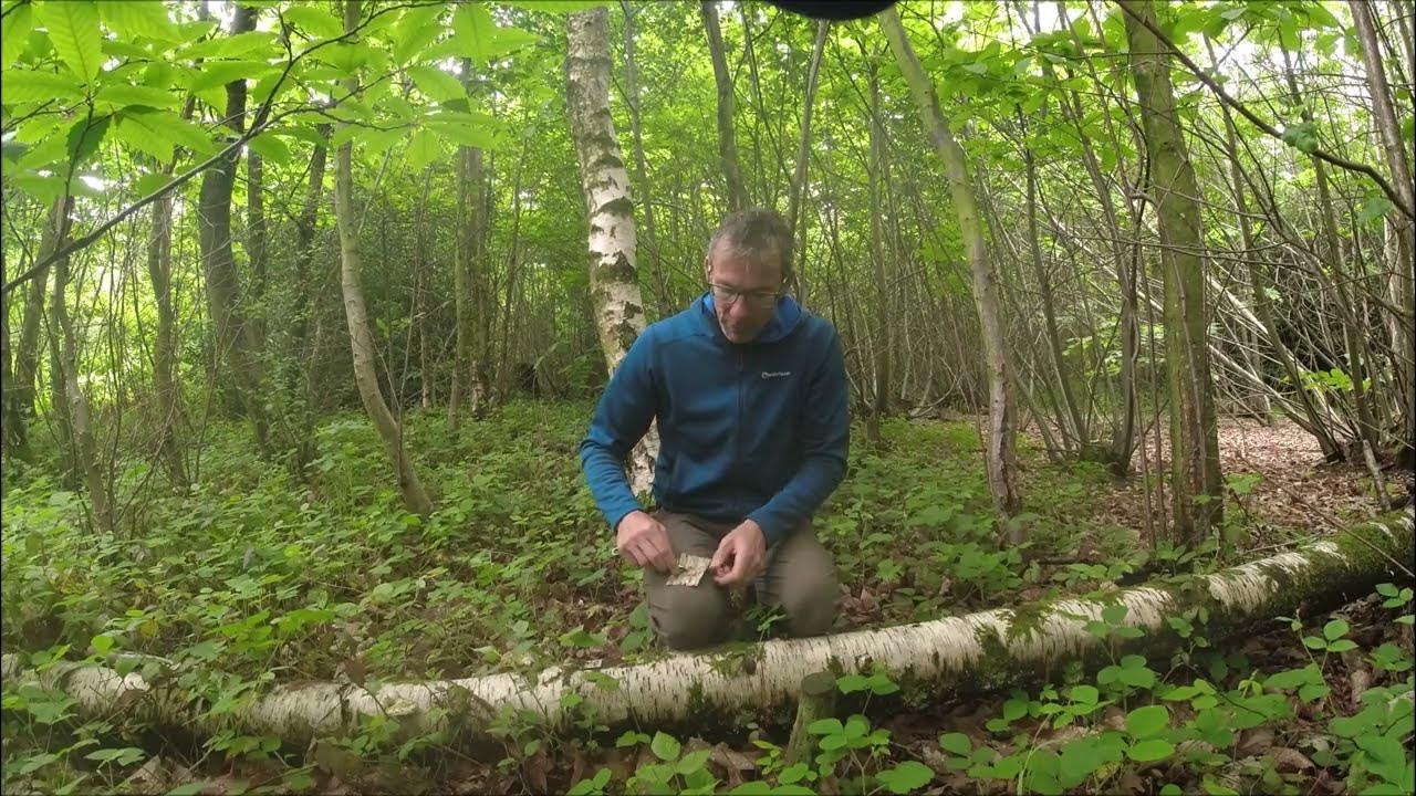Elfshot: Harvesting Birch Bark