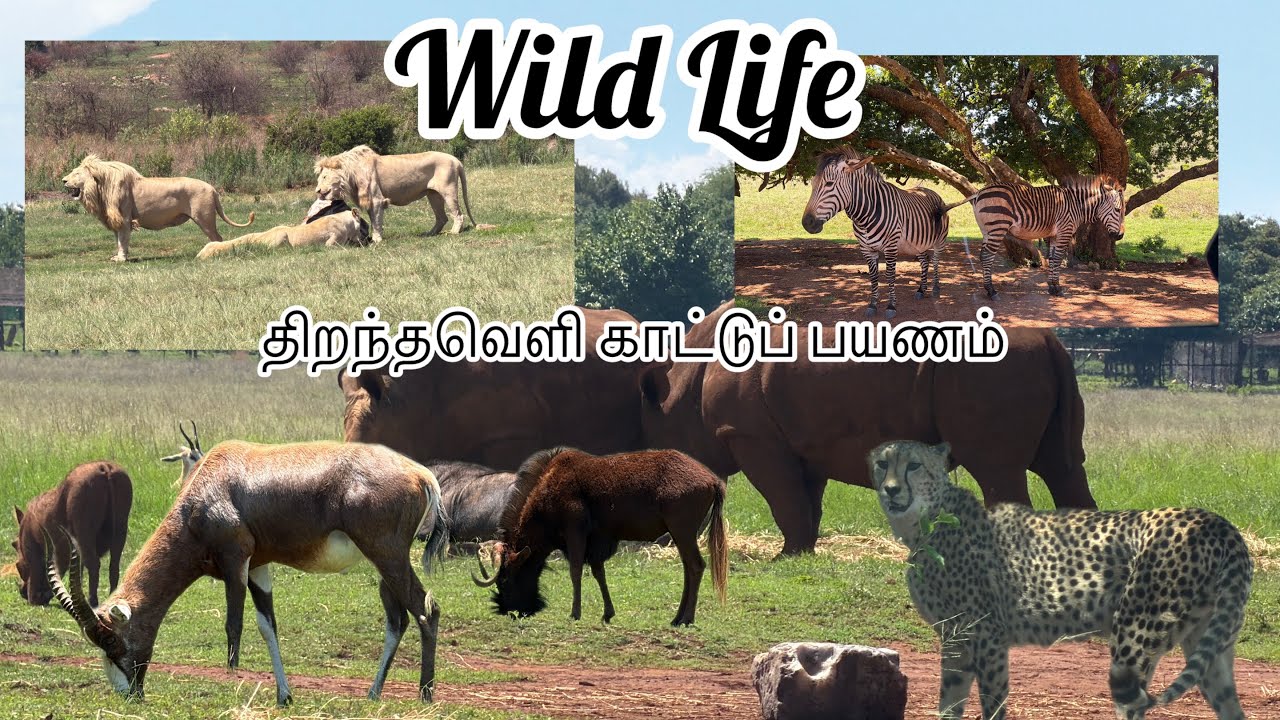 காட்டுக்குள்ள பயணம் |SouthAfrica Wildlife Safari#wildlife #wildanimals #forest 