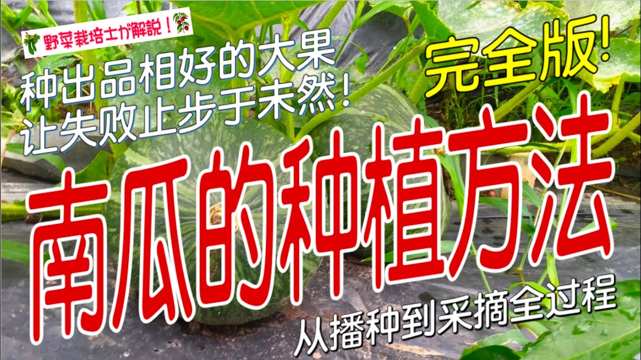 《南瓜的种植方法》家庭种菜必看！从播种到收获轻松收获大南瓜 18分钟教你南瓜种植全过程｜家庭菜园超详细教程