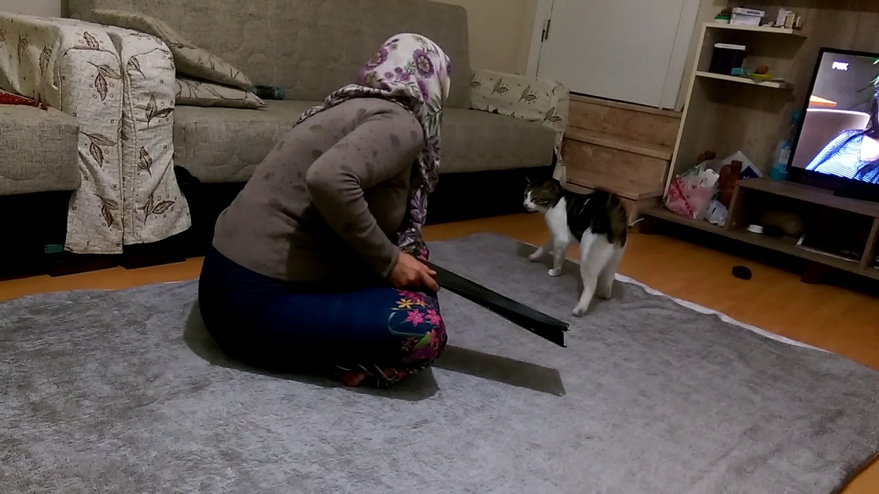 Sinirli pisikopat kedi YouTube