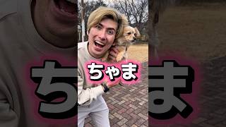 身長115cm以上はチョイ爆笑する犬のおまわりのうた