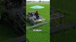 Kenapa Petani Thailand Potong Daun Padiini Alasannya