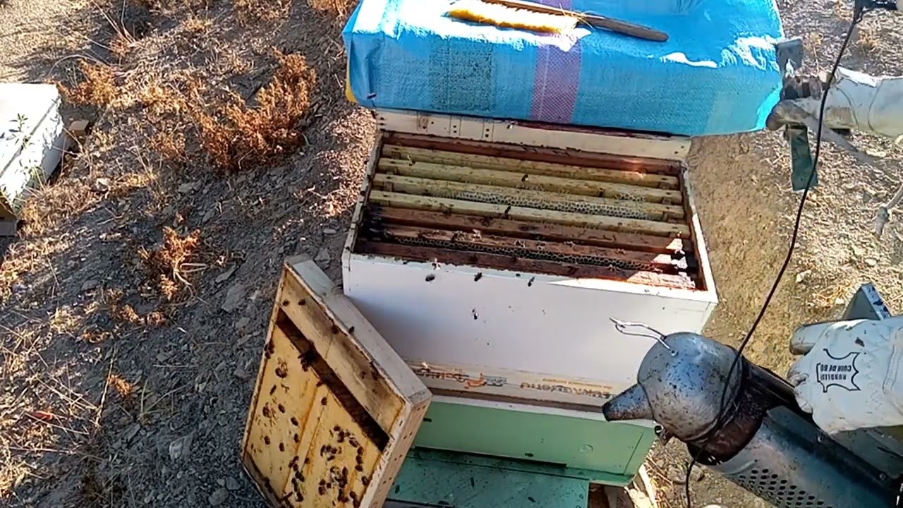 طريقة جني العسل بسهولة واتقان