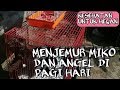 Edisi Menjemur dan memandikan miko dan angel,Supaya tidak rontok bulunya dan tetap sehat