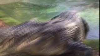 Elvis the crocodile crushes bone 8X Speed