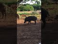 යාල ජාතික වනොද්යයා තුල තඩි ඌරු ඞබල