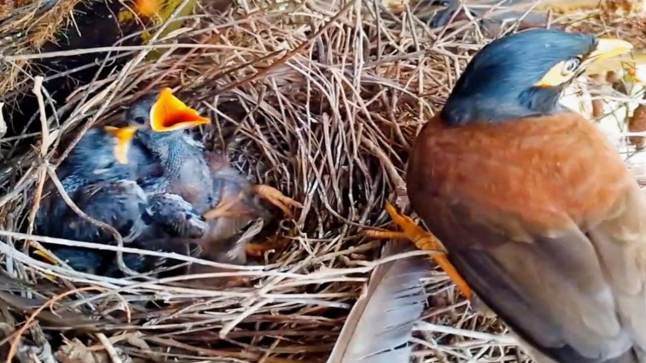Common Myna Beautifully feeding her little baby in the nest! (EP36 ...
