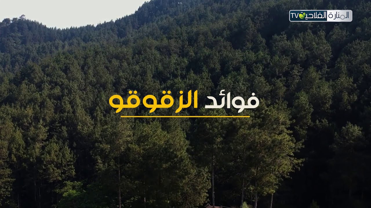 فوائد الزڨوڨو - YouTube