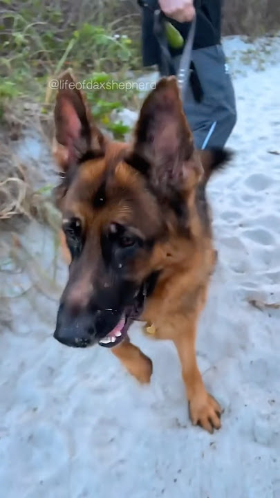 Bro, just enjoy your PTO. #reactivedog