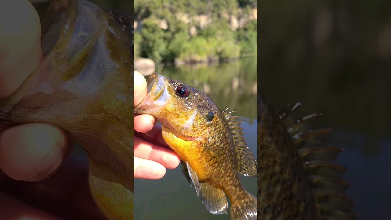 A "Proper" Release... 