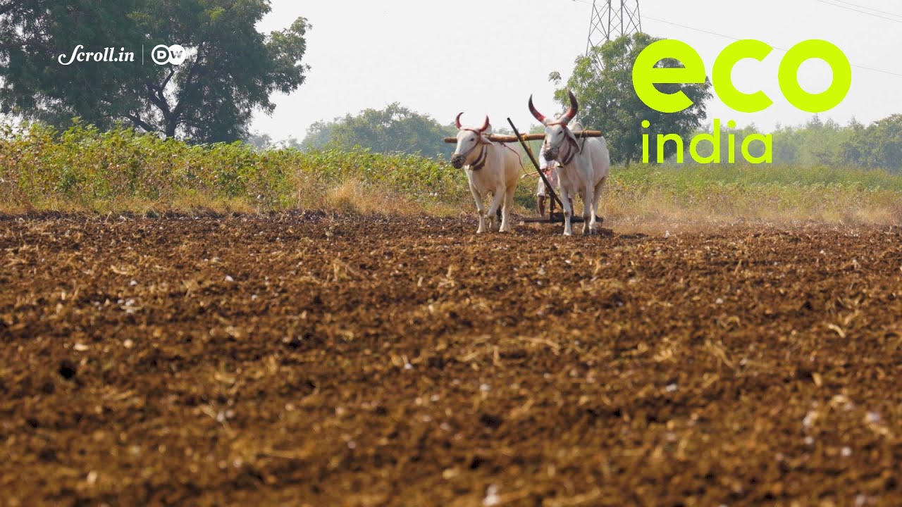 Eco India: How regenerative farming can be the solution for improved soil health and fertility