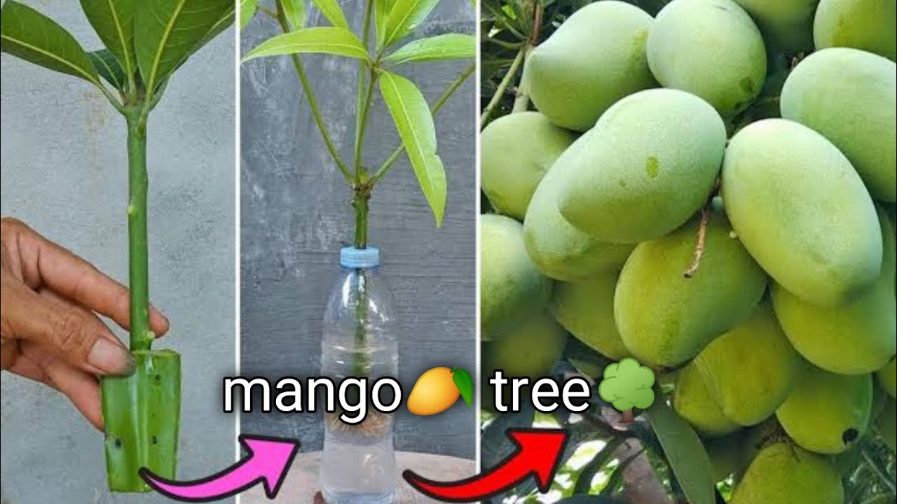 आम का पौधा!! Grow mango from cuttings using natural rooting aloe vera