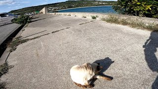 Okinawa's beautiful sea and Siamese cats [Cat Island] [Oujima] by Cat pillow ねこまくら 26 views 4 days ago 1 minute, 27 seconds