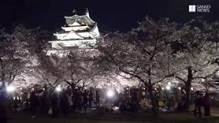 艶やかな夜桜浮かぶ大阪城公園