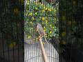 CIGUN CILILIN #cigunngebren #ciblek #ciblekbren #ciblekgacor #prinia #kicaumania #birds #burung