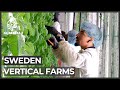 Can Sweden's 'vertical farms' solve global food shortages?