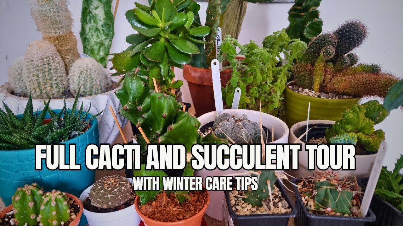 Cacti and Succulent | Full Collection and Care Tips - YouTube