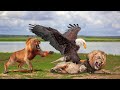 King Lion Vs King Eagle In A Big Fights- Who Is The Best ?