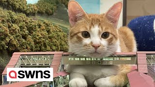 Adorable cats invade miniature Japanese railway diorama  .  | SWNS