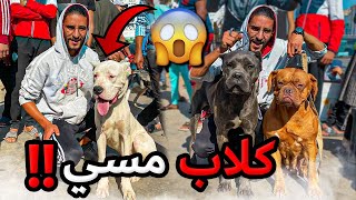 شاهدوا أغلى كلاب 🐕 وأضخم السلالة في سوق القريعة كلاب ميسي النادرة في العالم 😱🔥