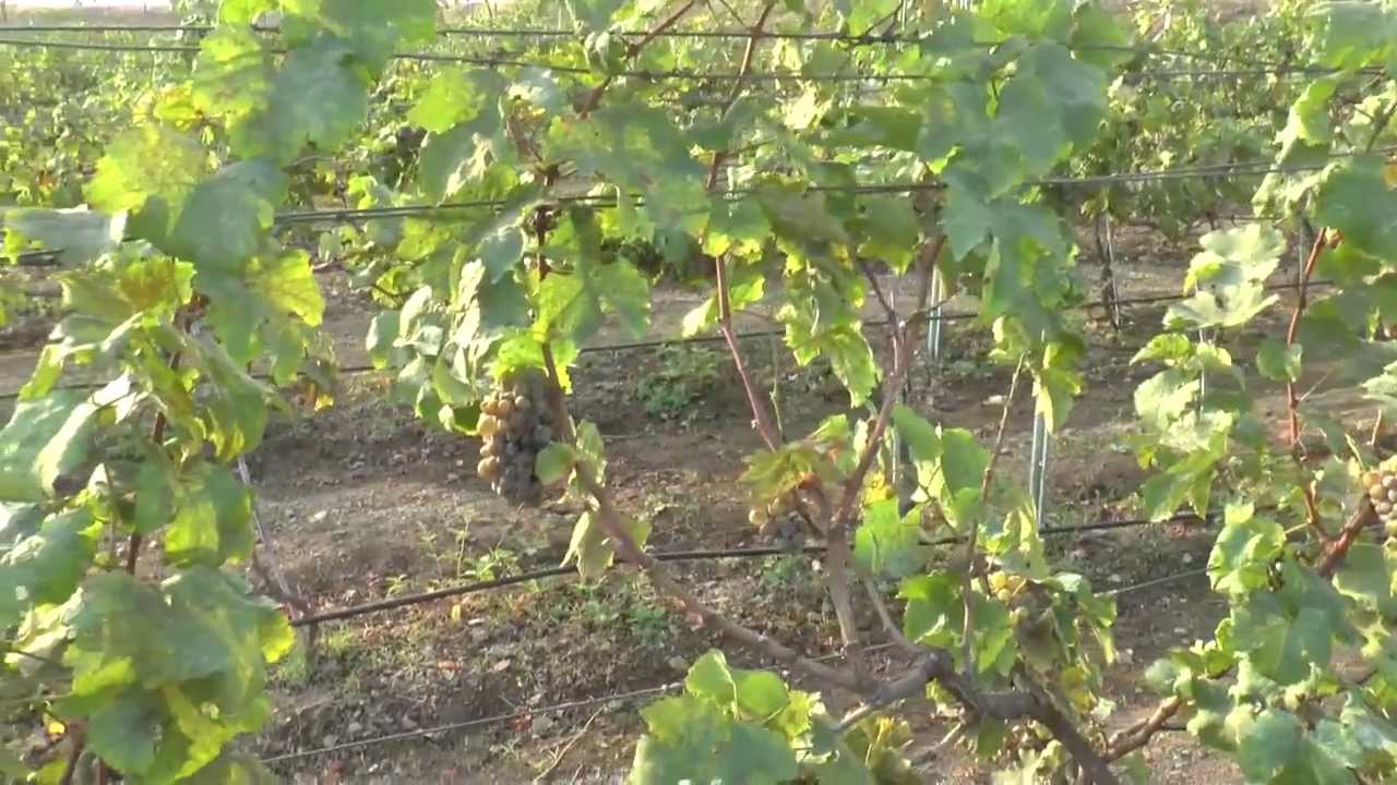 [Rethink 1 minute holiday] Grapes on the Vine, Four Seasons Vineyard