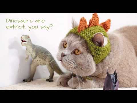 cats-in-hats---cute-images-of-cats-wearing-funny-little-hats