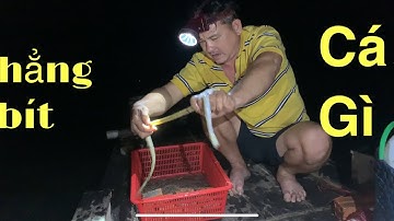 Giăng câu đường  #   Dính cá lạ , cá úc , cá ngát quá nhiều
