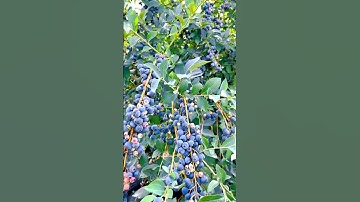 Thumbnail of Beautiful Harvest On Blueberry Farm #satisfying #short