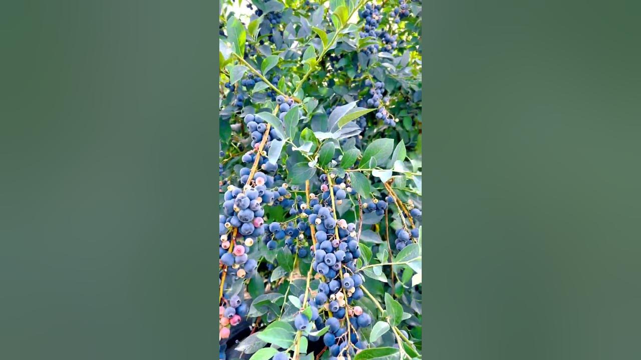 Beautiful Harvest On Blueberry Farm #satisfying #short