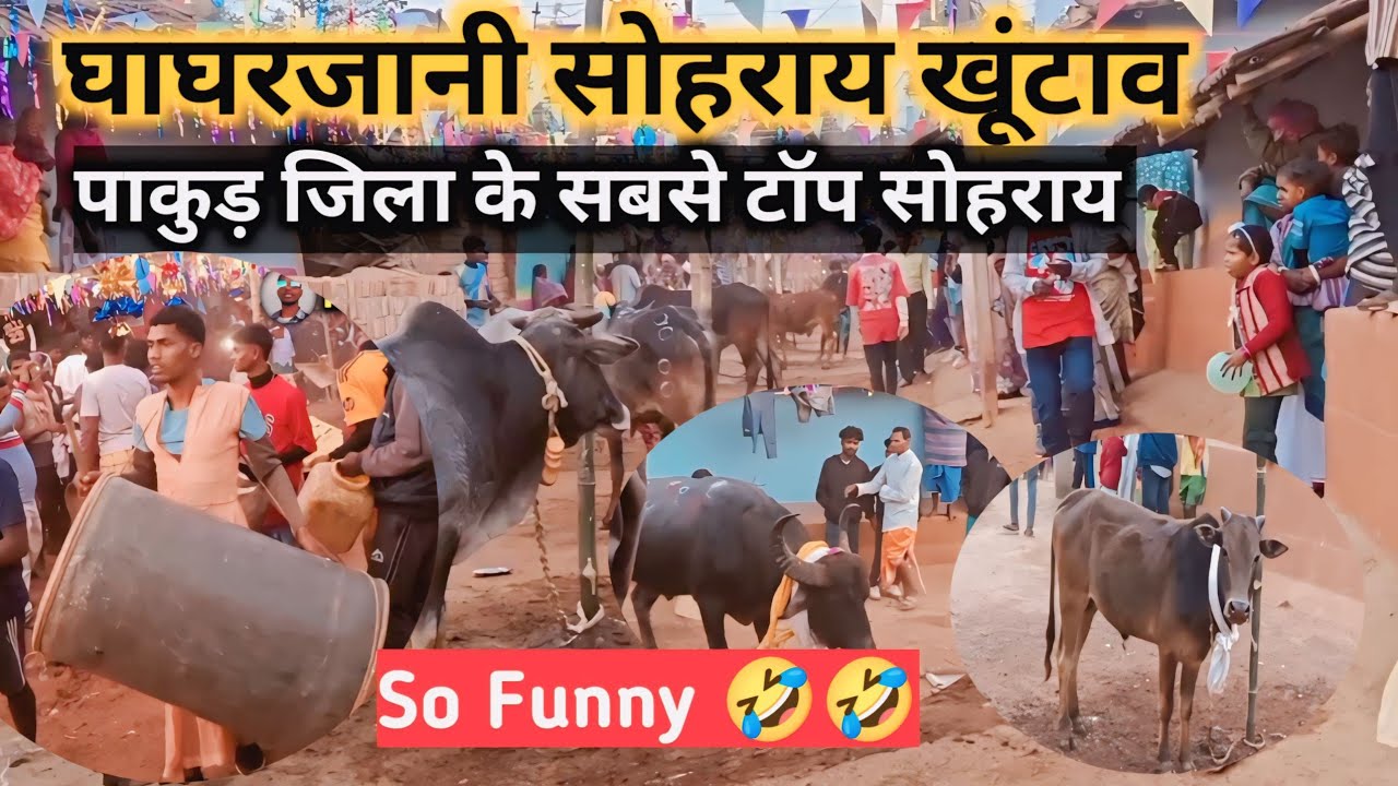 Ghaghorjani सोहराय खूंटाव वीडियो 2026 || पाकुड़ जिला का सबसे टॉप सोहराय खूंटाव 