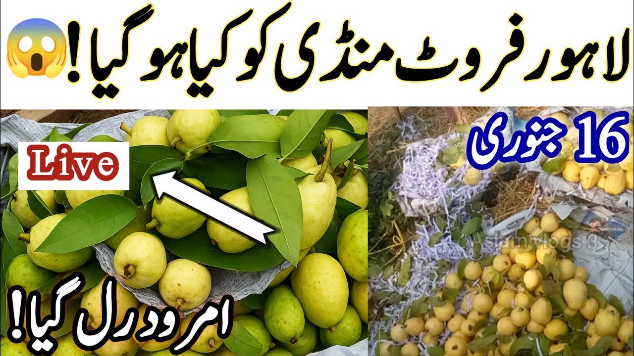 "Guava Prices down Today 😱 Rs 70 Per Kg | Lahore Badami Bagh Mandi Update|aaj ka taaja"