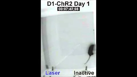 Reinforcing effects of direct pathway stimulation