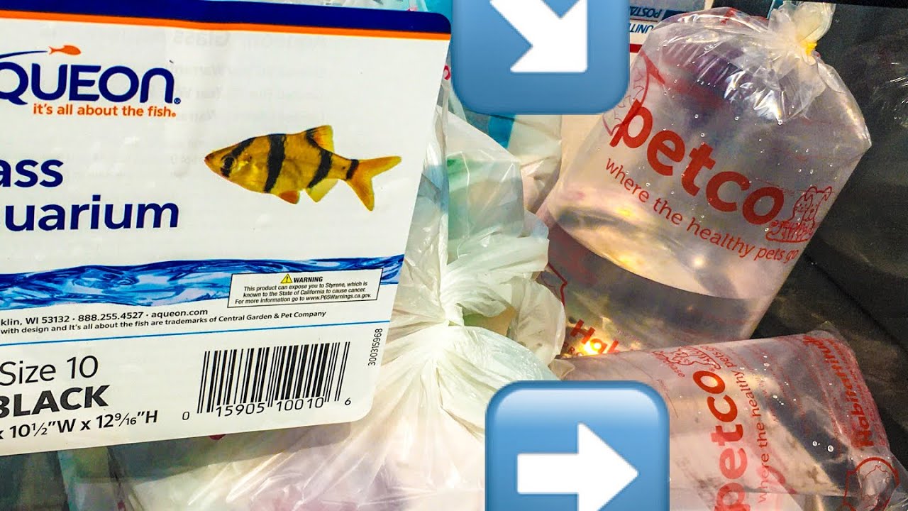 Buying Fish from Petco / Adding a few new Fish today / Small Fish