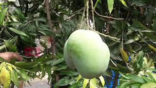 My banginapalli mangoes tree