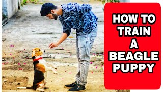 Beagle Dog ko kaise train karte hain | Dog Training tips and tricks screenshot 4