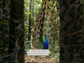 🦚 The Green Peacock’s Feathers Shine Like Living Emeralds in the Wild! #peacock #birds #wildlife