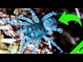 Trapdoor Spider Setup and Unboxing - Liphistius ornatus & MORE!