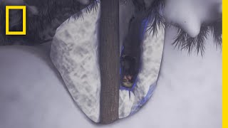 雪穴に転落してしまったとき、最も効果的な対処法は？ | ナショジオ