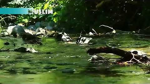 الشيخ علي أبو هاشم-سورة-ق-الذاريات-الطور-النجم-القمر-الرحمن-..