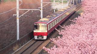 京急と河津桜