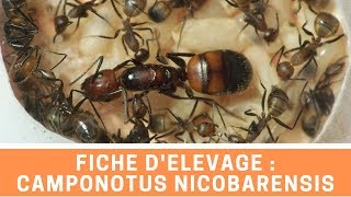 FICHE D'ELEVAGE - CAMPONOTUS NICOBARENSIS