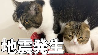 地震発生！親子猫の撮影中に避難準備することに…