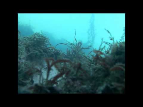 四方漁港の海中映像 Youtube