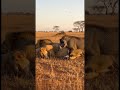 😂 Warthog vs Lion Funny Moments 🦁🐗
