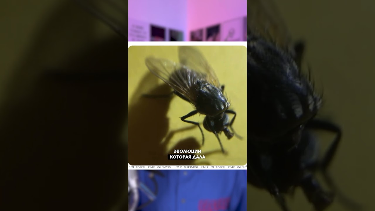 Самый ужасающий факт о МУХАХ