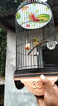 PLECI anak bontot, waktu usia masih 8 bln.
